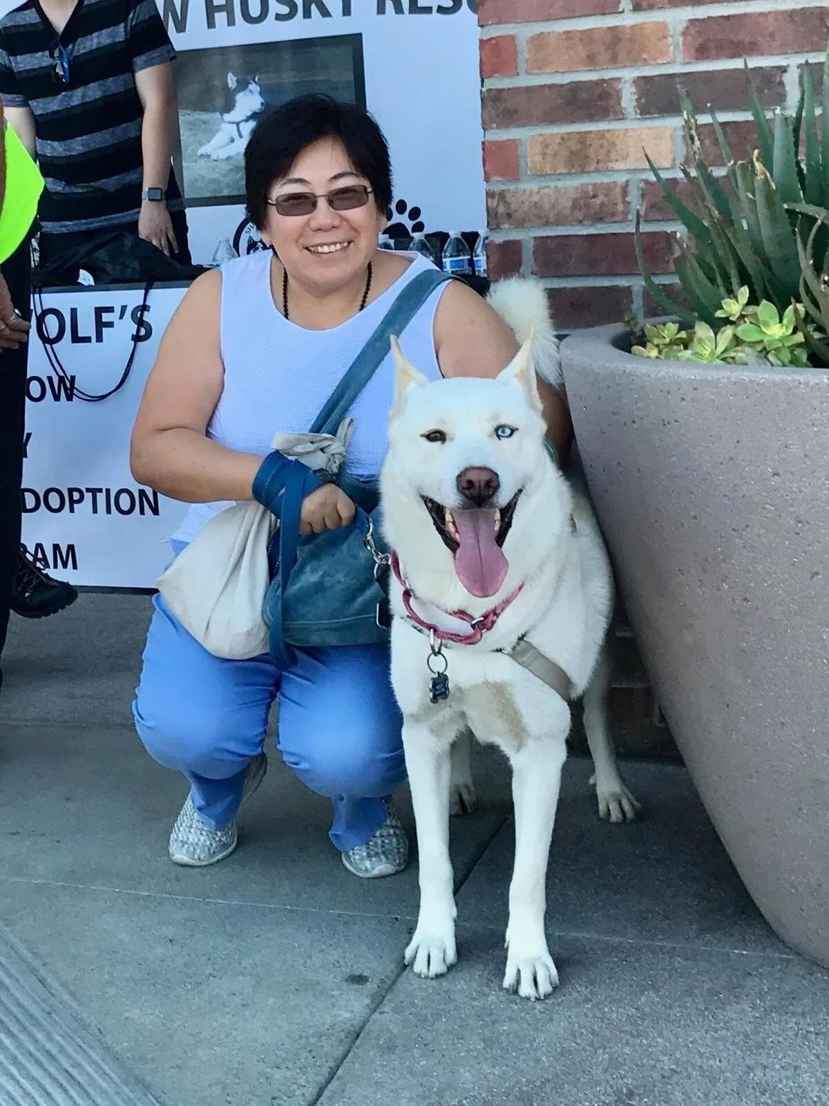 A smiling woman crouches beside a gorgeous white Husky with blue eyes at the adoption event