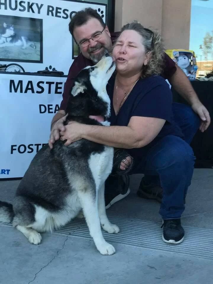 A couple laughing as a Husky enthusiastically licks the woman face at a rescue adoption event