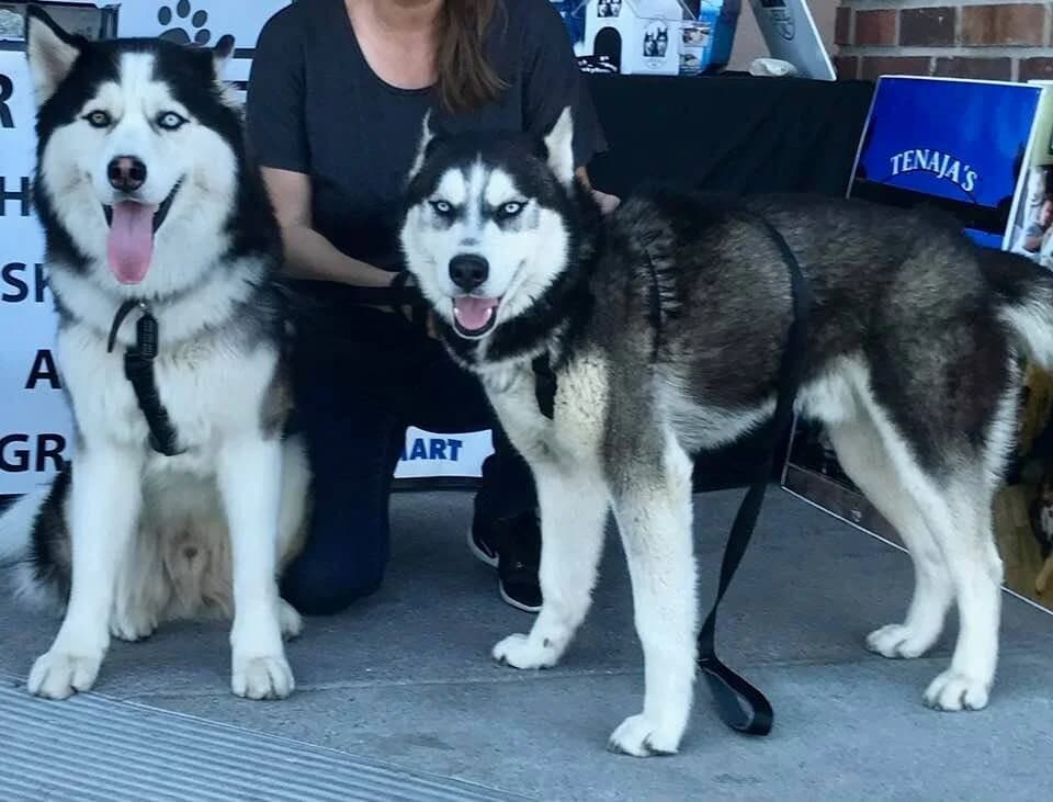 Two photogenic black and white Siberian Huskies sitting and standing at a rescue event booth