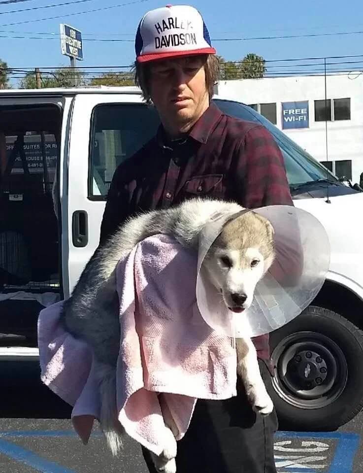 A man carries a husky dog wearing a medical cone collar wrapped in a pink towel in a parking lot