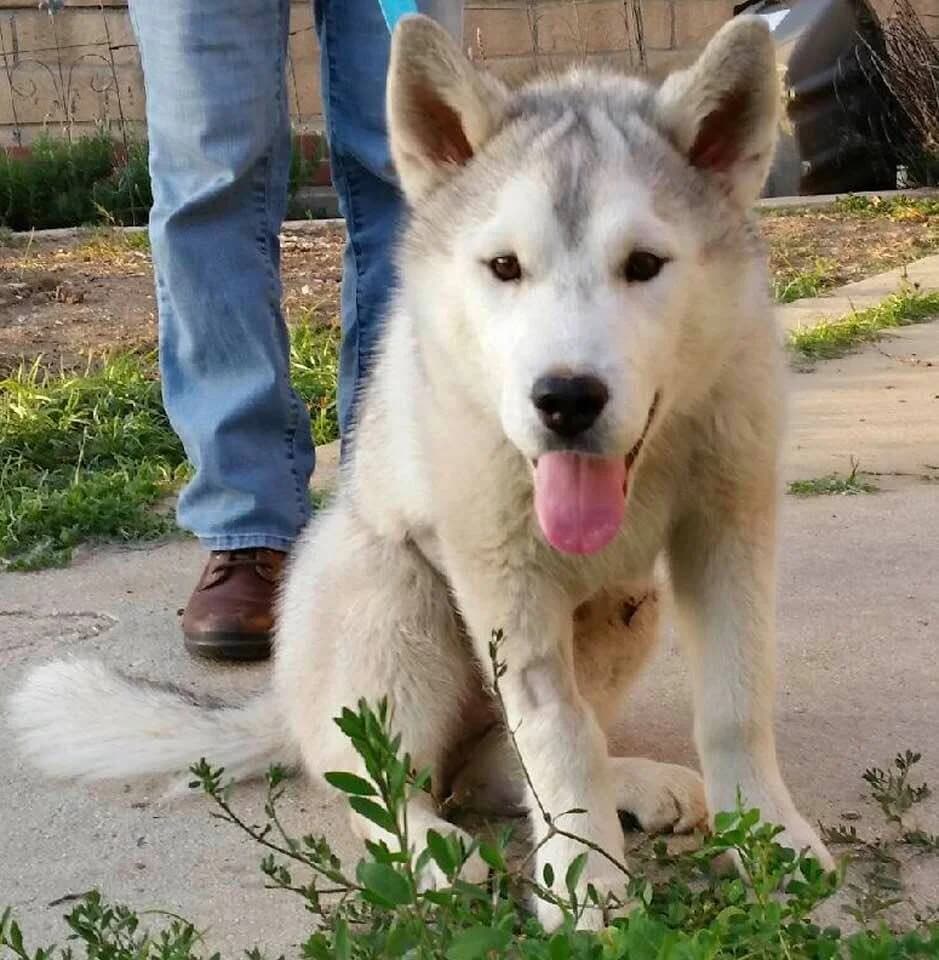 A fluffy white and gray Siberian Husky sits happily with tongue out on a driveway