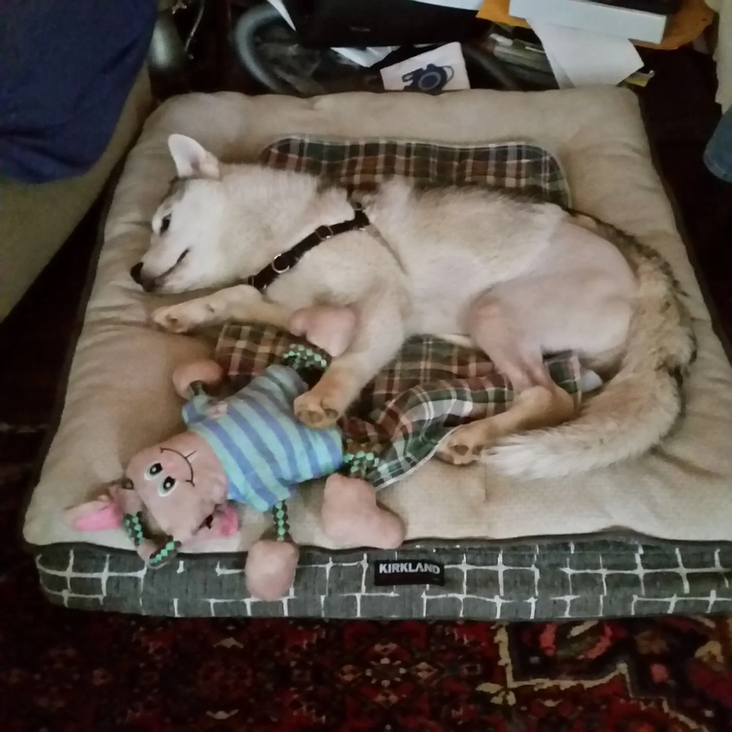 A white husky puppy curls up on a plaid dog bed next to a stuffed animal toy