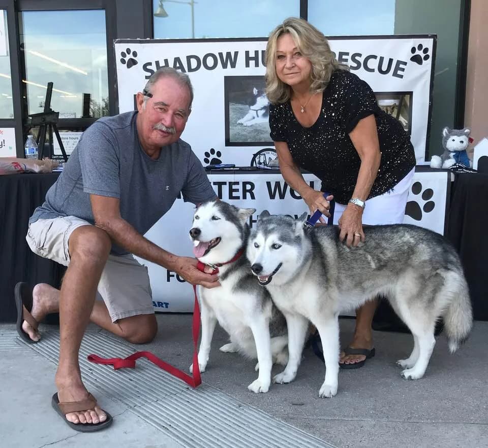 A couple poses with two beautiful grey and white Siberian Huskies at a Shadow Husky Rescue adoption event