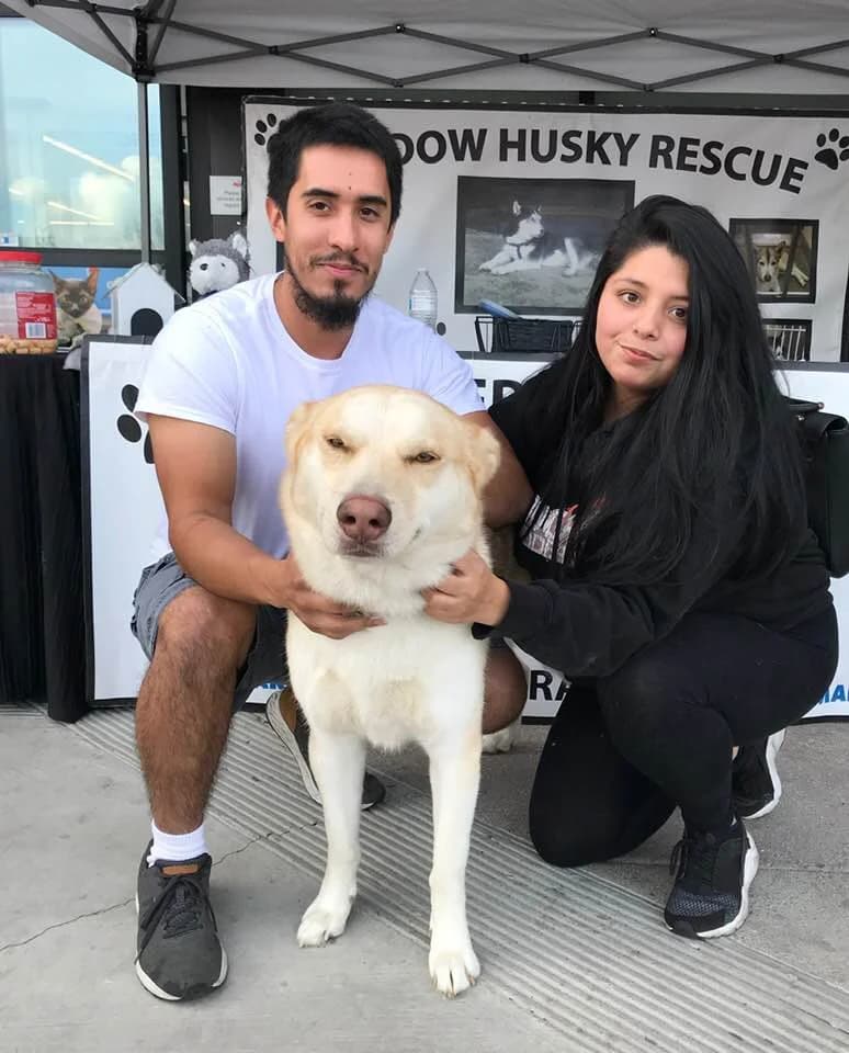 A young couple kneels with a cream-colored Husky mix at a Shadow Husky Rescue adoption event booth