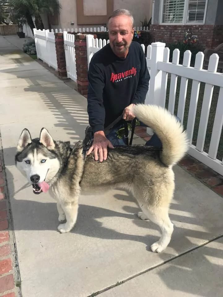 A man kneels beside a striking blue-eyed Siberian Husky on a residential sidewalk