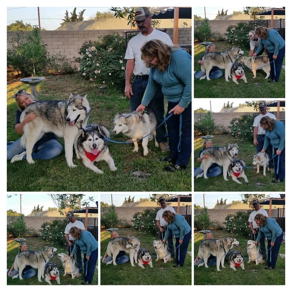 A collage of six photos showing a couple interacting with multiple Huskies in a backyard