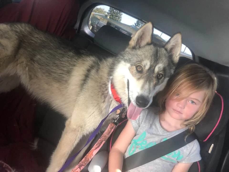 A young girl sits in a car seat next to a large grey Husky who is leaning in close with tongue out