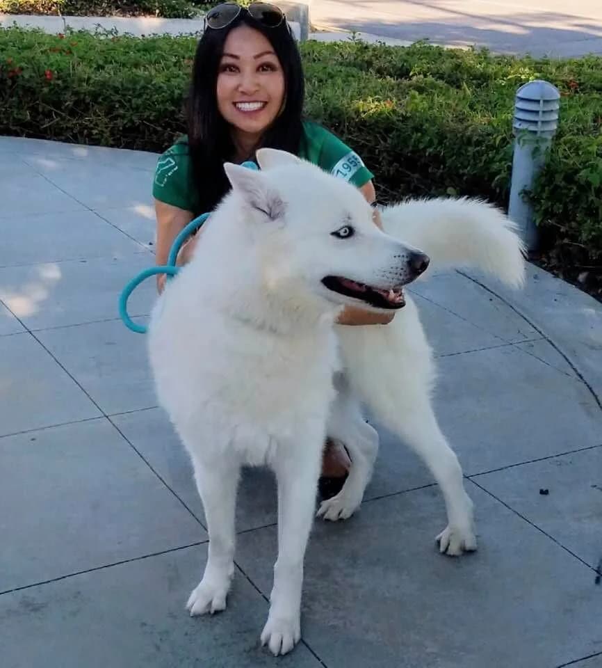 A smiling woman in a green volunteer shirt poses with a beautiful all-white Siberian Husky