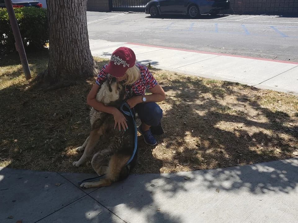 A woman in a red cap leans down to tenderly nuzzle a large Husky sitting in a shaded area