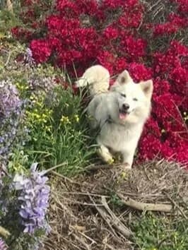 A fluffy white dog plays happily among colorful red and purple garden flowers