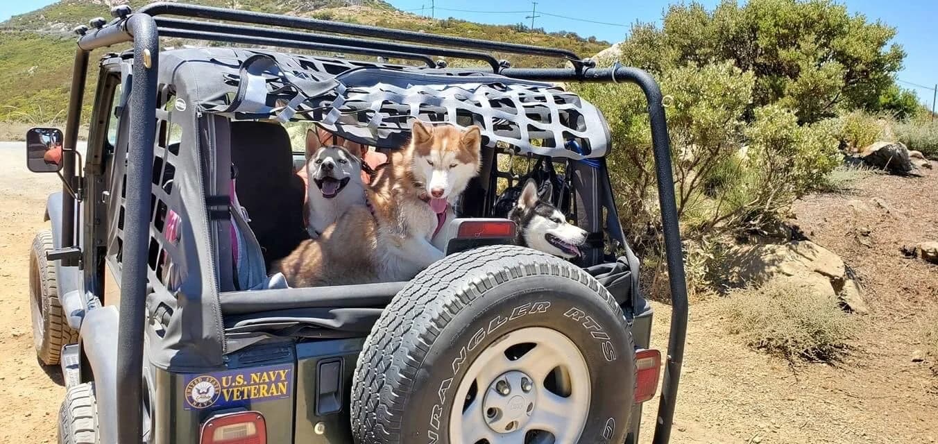 Three happy Siberian Huskies riding in the back of a Jeep Wrangler on a sunny dirt road