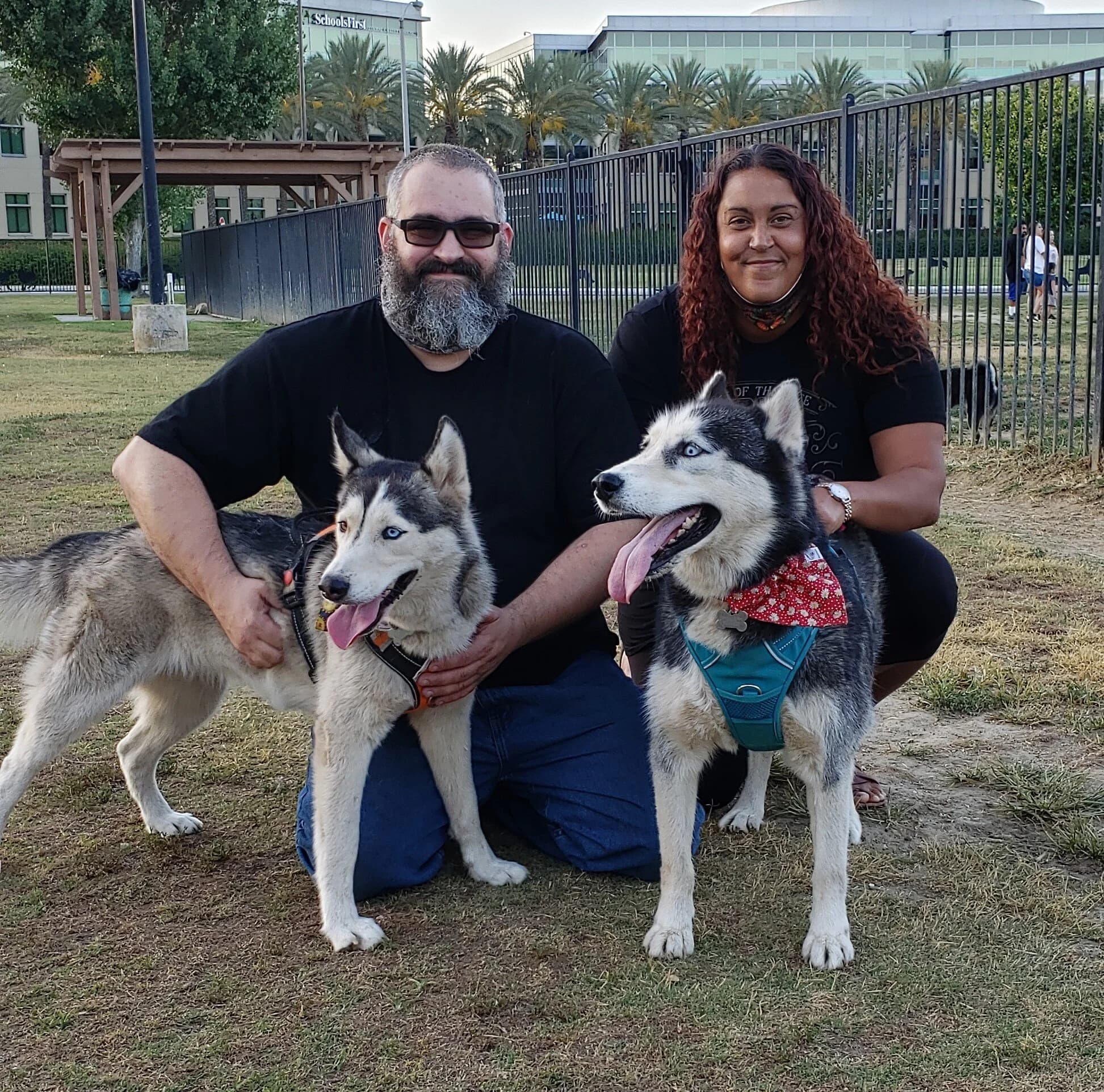A couple kneeling outdoors in a park with two energetic blue-eyed Siberian Huskies