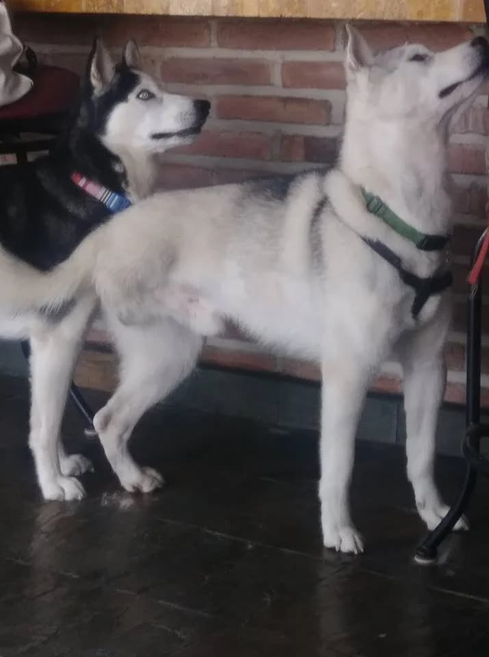Two Siberian husky dogs stand together on a dark tile floor in front of a brick fireplace
