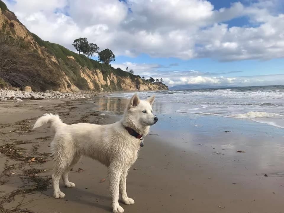 A beautiful white husky dog stands proudly on a sandy beach with dramatic coastal cliffs