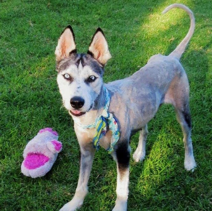 A shaved Husky puppy with blue eyes standing on green grass next to a pink plush toy