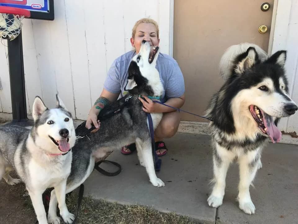 A woman is surrounded by three Siberian Huskies outside, one licking her face