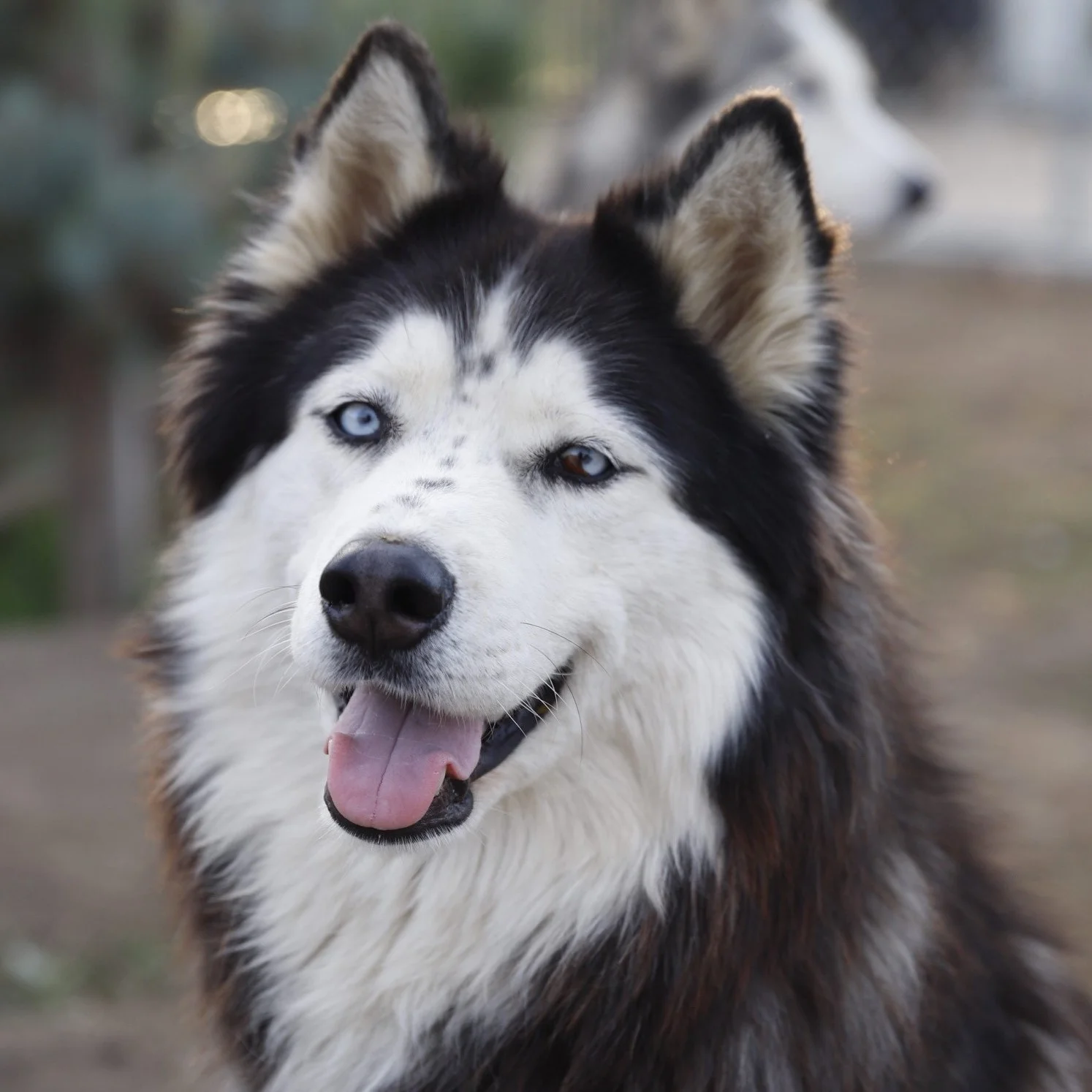 Stunning close-up portrait of a Siberian Husky with striking heterochromatic eyes