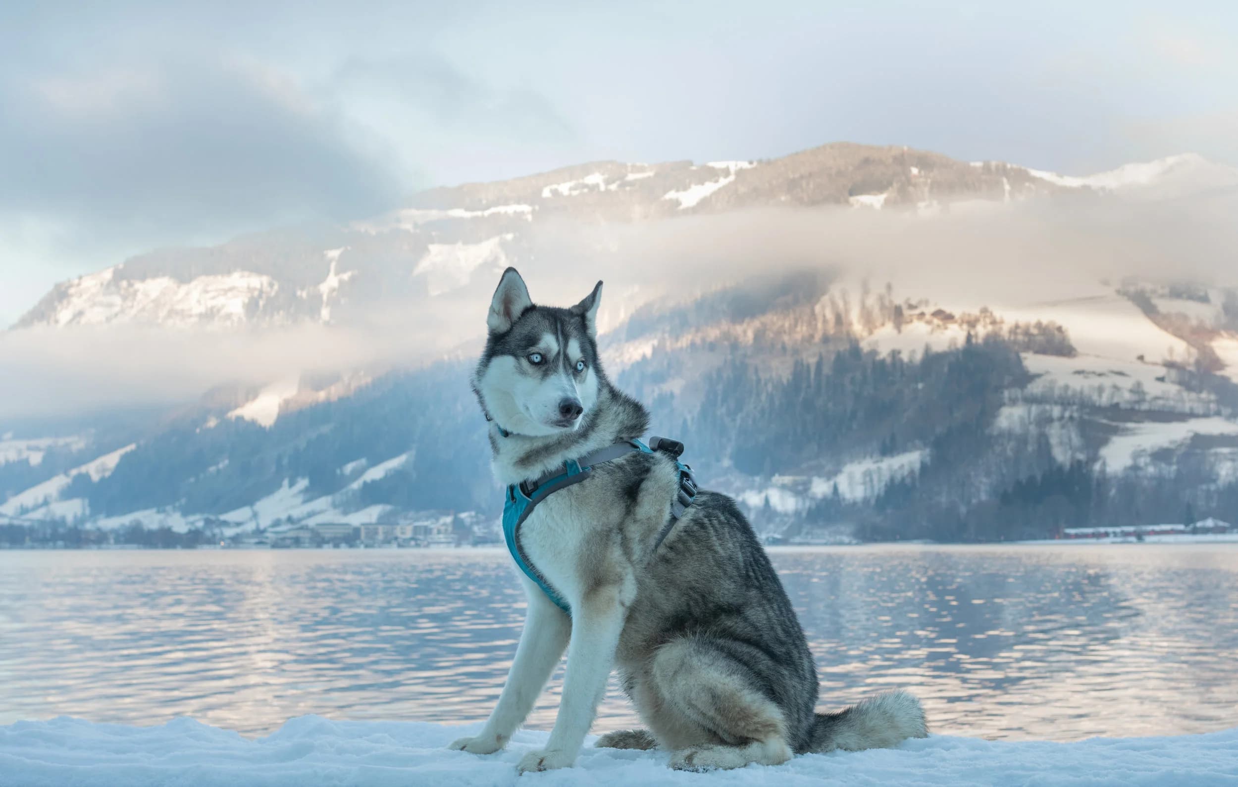 A Siberian Husky with striking blue eyes sits in the snow beside a serene alpine lake