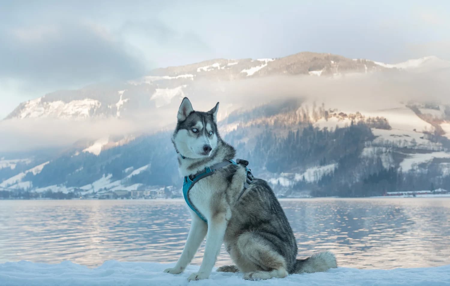 A Siberian Husky with striking blue eyes sits in the snow beside a serene alpine lake