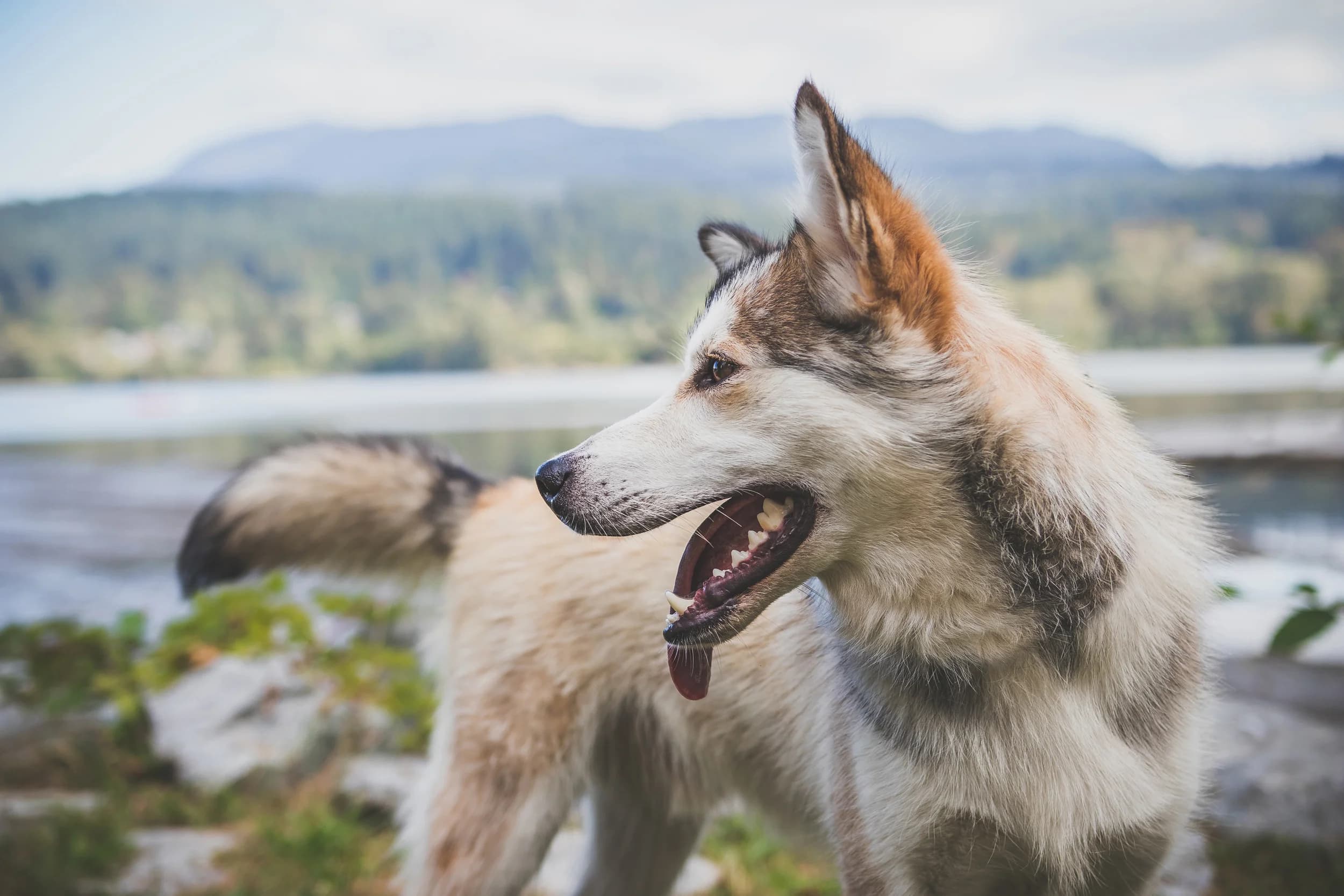 A happy Siberian Husky with mouth open stands outdoors near a lake with misty mountains